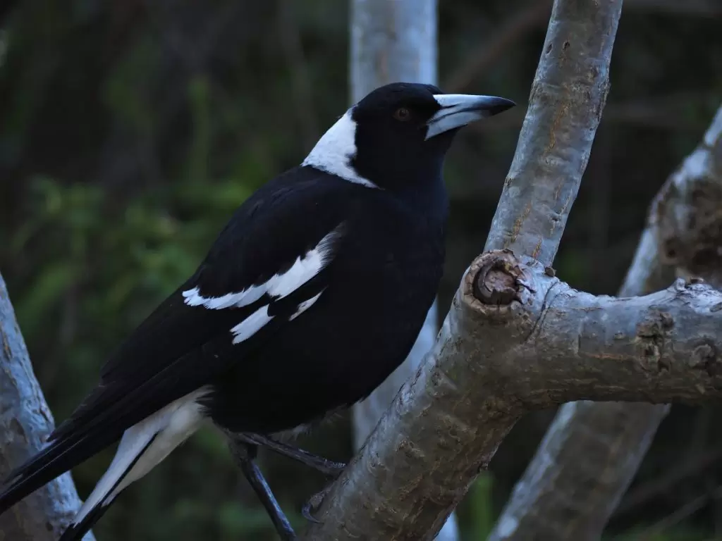 Adult female magpie perched in the branches of a Frangipani tree in the Blue Mountains