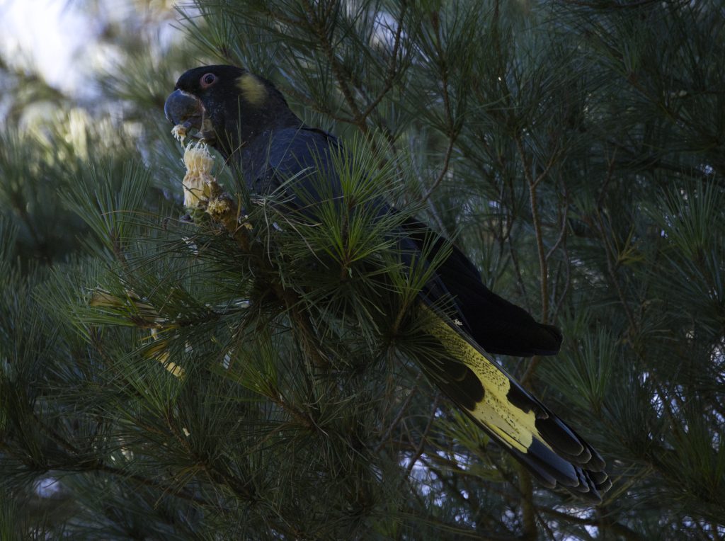 Adult male Yellow-tail Black Cockatoo feeding in Blackheath, Blue Mountains