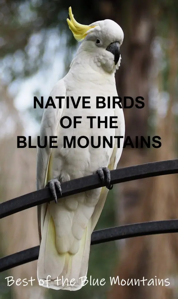 Check out the Australian native birds you may be lucky enough to encounter in the beautiful Blue Mountains, west of Sydney, including the Rainbow Lorikeet, Sulfur-Crested Cockatoo and Australian King Parrot.
