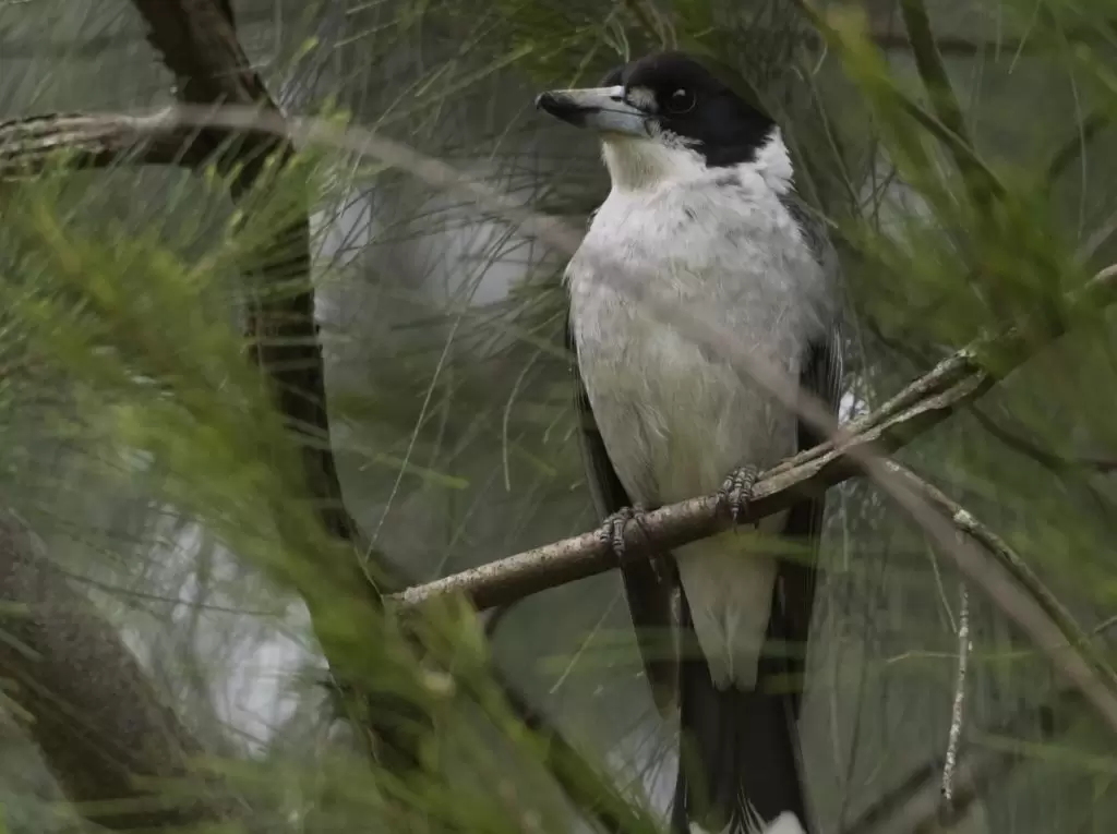 A Grey Butcherbird perched on a branch of a tree