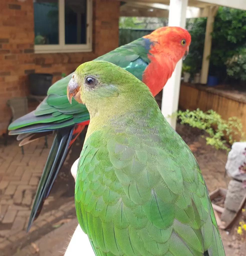 A female and adult male King Parrot perched on an arm
