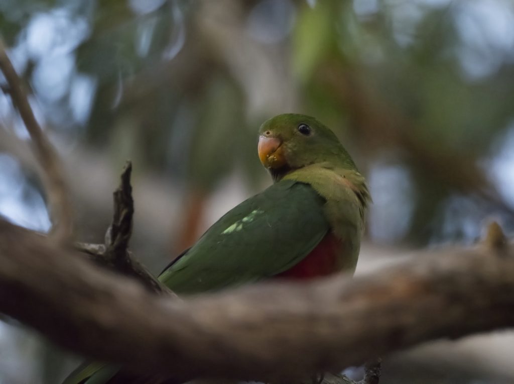 A young King Parrot, distinguishable by its yellow beak, perches in a gum tree