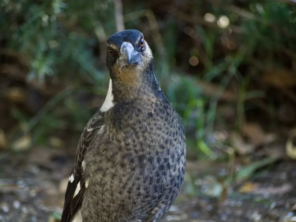 A juvenile Australian Magpie looking directly into the camera
