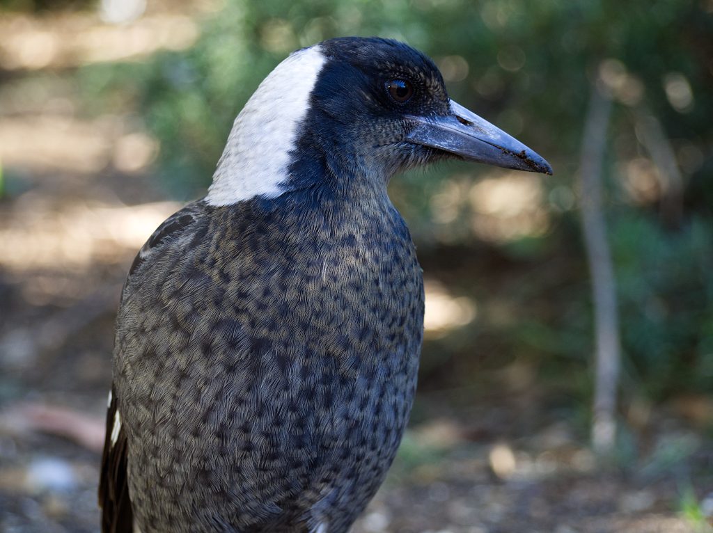 A juvenile Australian Magpie in the Blue Mountains. The chest feathers are mottled showing its youth.