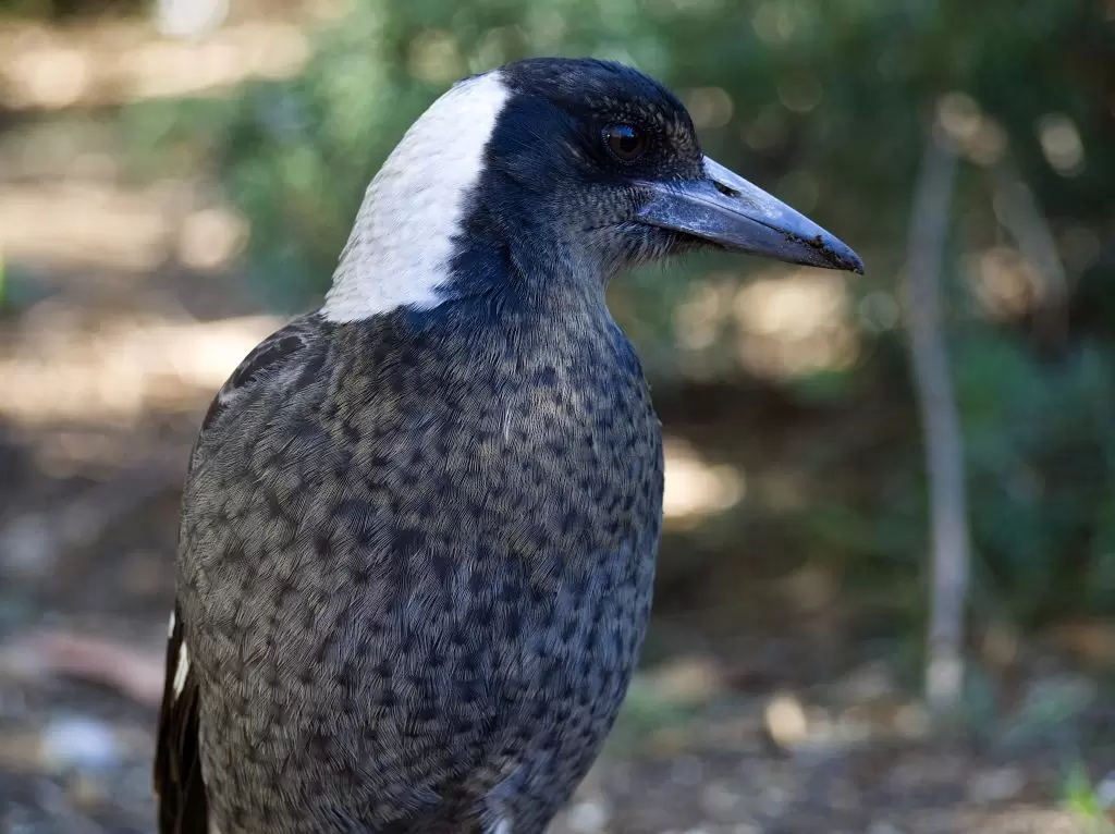 A juvenile Australian Magpie in the Blue Mountains. The chest feathers are mottled showing its youth.
