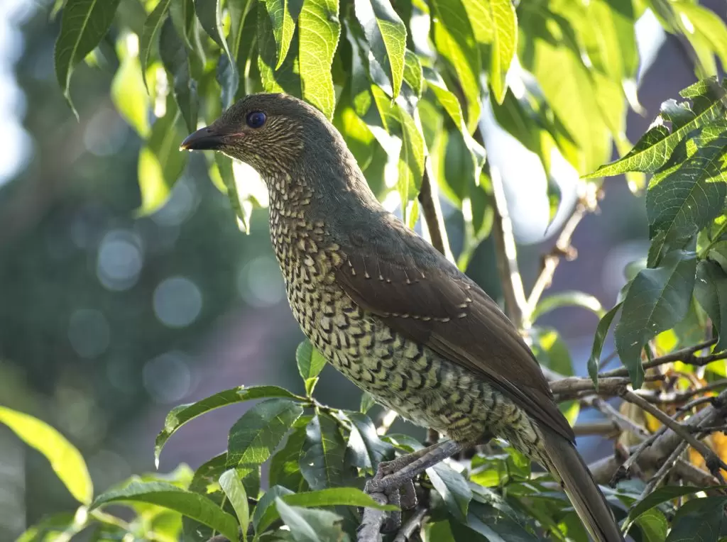 A side view of a Female or Juvenile Male Bowerbird sitting on a branch of a fruit tree