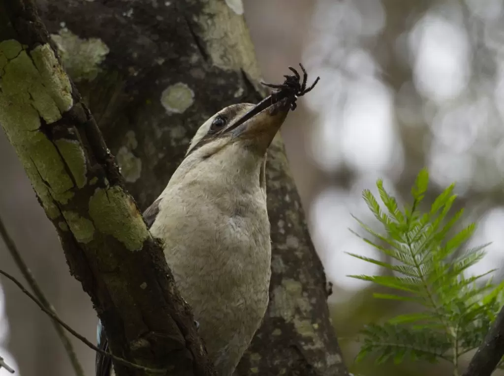 A Laughing Kookaburra with a tasty snack. A large Mygalamorph spider, likely a Trapdoor is visible poking out from its beak as it perches on a branch