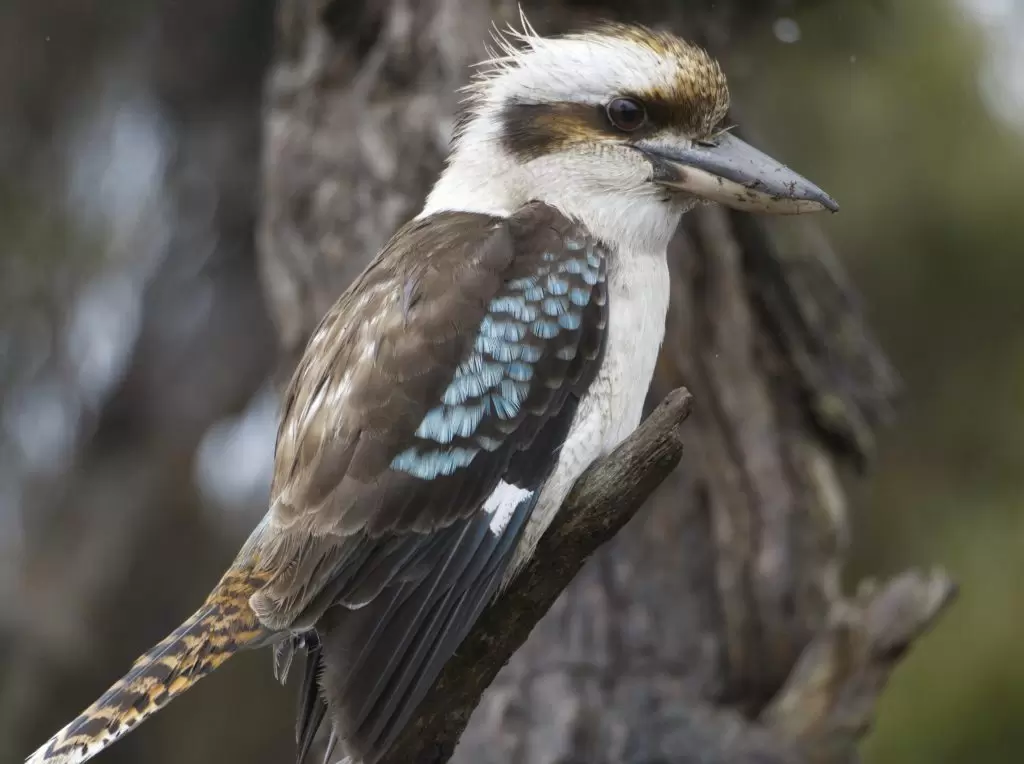 A profile image of a Laughing Kookaburra perched in a tree in the Blue Mountains as he watches for prey on the ground below. 