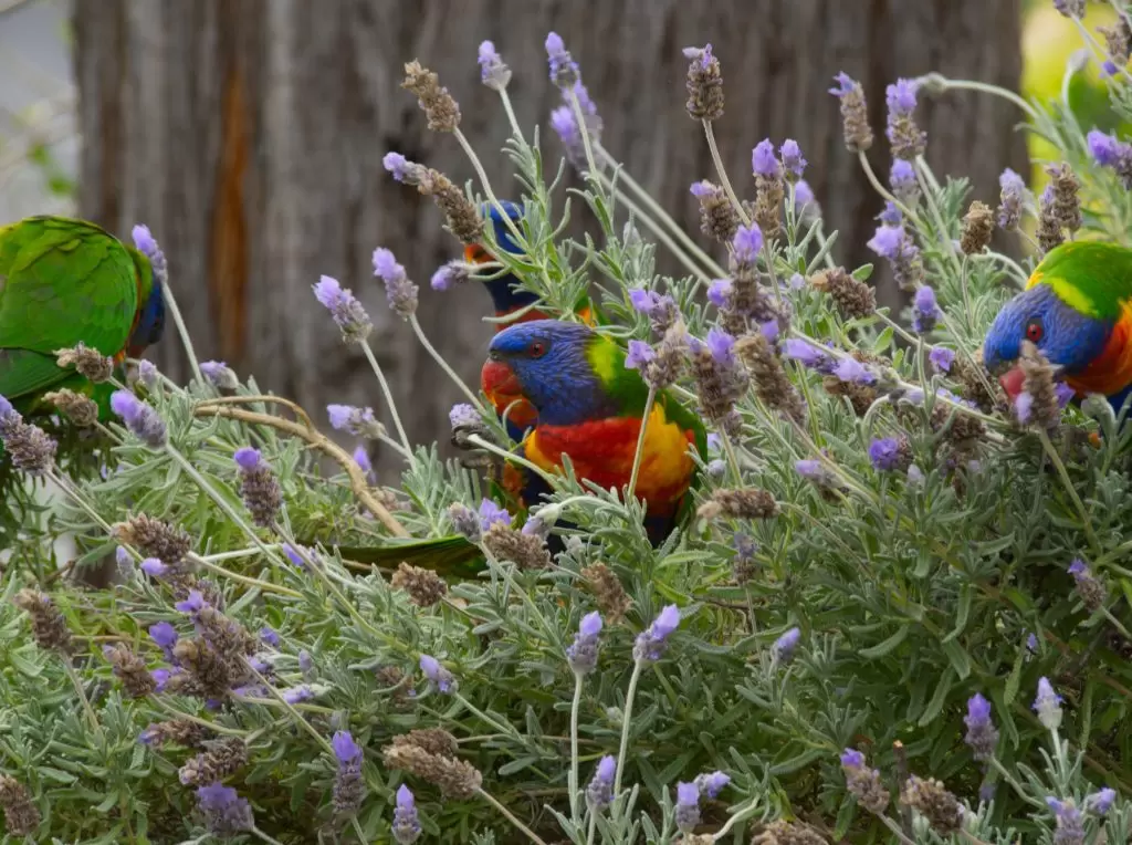 Several Rainbow Lorikeets feeding on the nectar of lavender flowers in the Blue Mountains. 