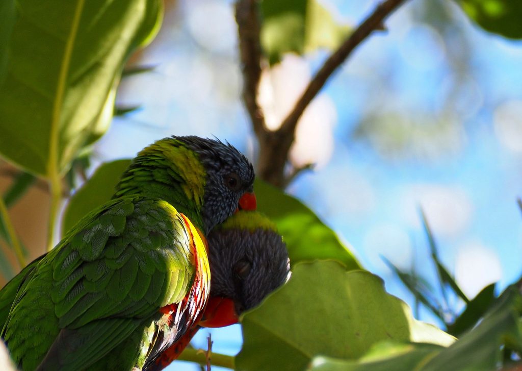 Pair of Rainbow Lorikeets preening each other in the Blue Mountains. One bird has its head down and eyes closed. 