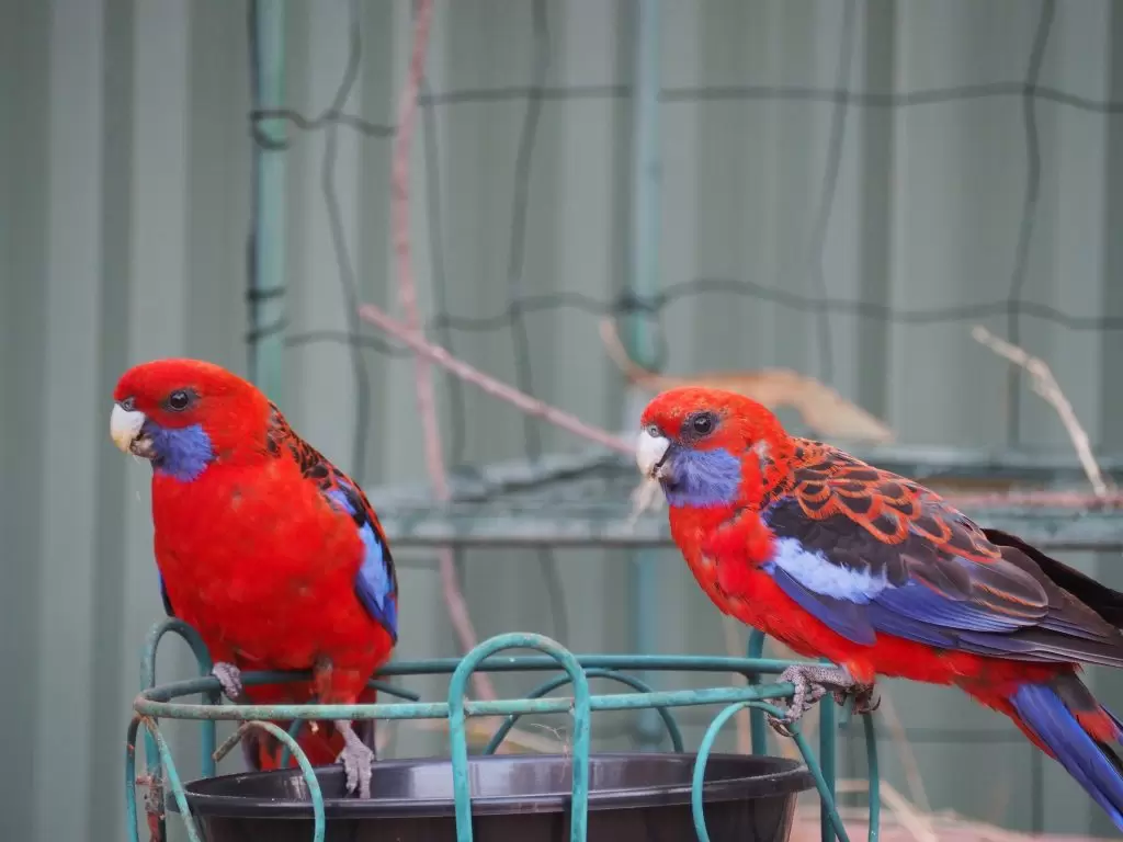 A pair of Crimson Rosella's perched on a wire plant stand in the Blue Mountains