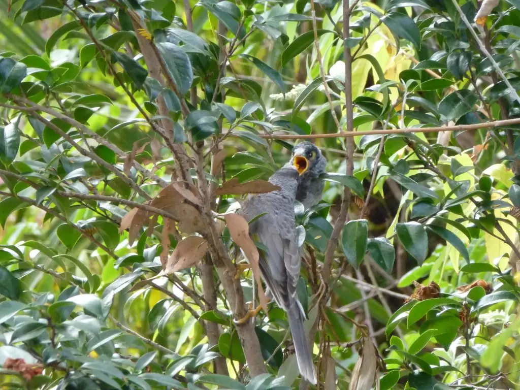 An adult Noisy Miner feeding a chick which has beak gaping open waiting for food