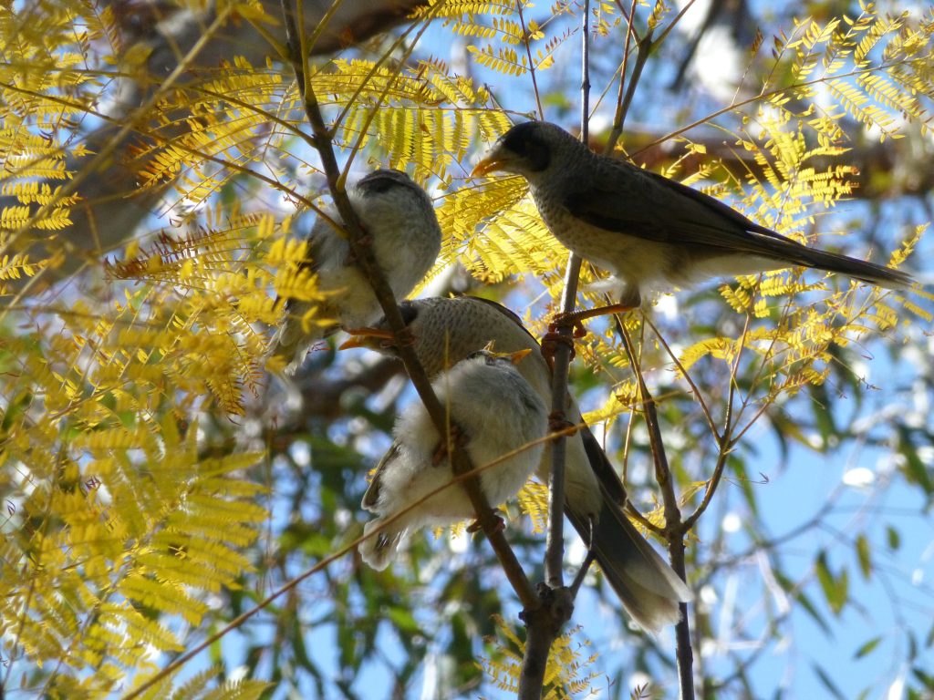 Two adult Noisy Miners feeding chicks, one chick has its beak gaping open