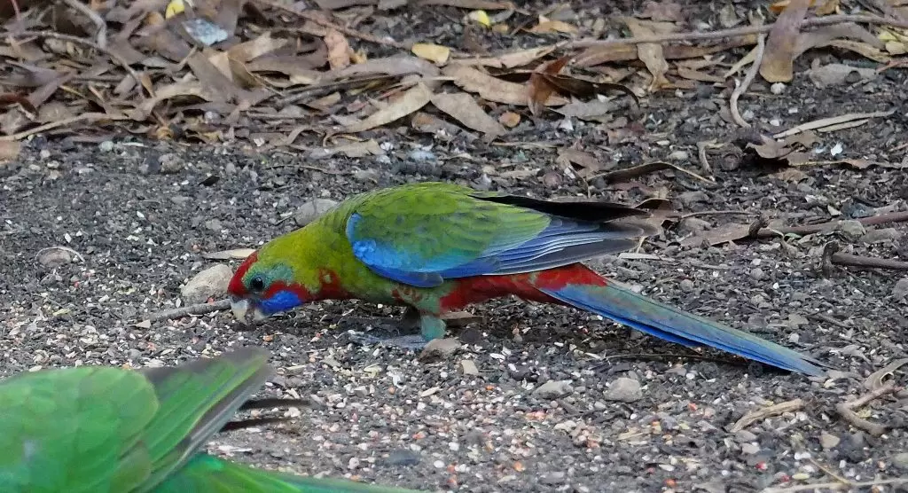 A juvenile Crimson Rosella, still green in colour, foraging for food on the ground