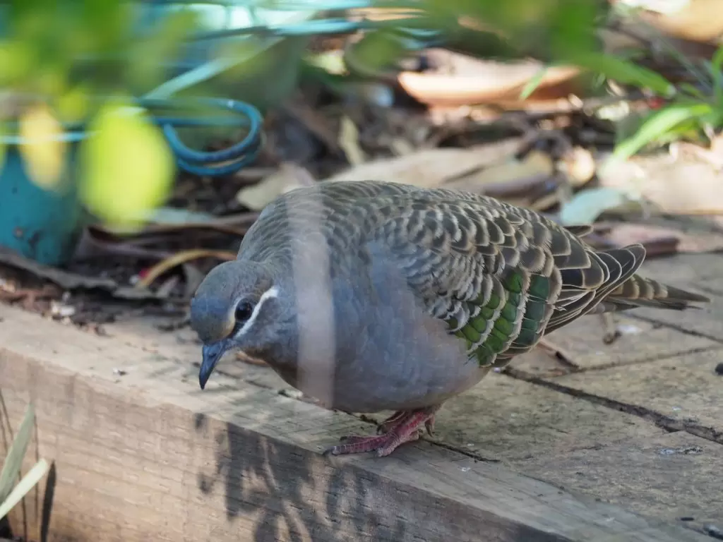 A female Bronzewing Pigeon which is distinguishable from the male by the absence of the brown forehead