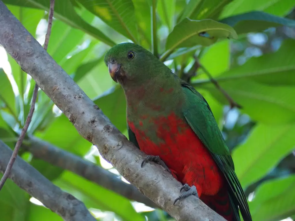 A juvenile female Australian King Parrot in Blue Mountains backyard