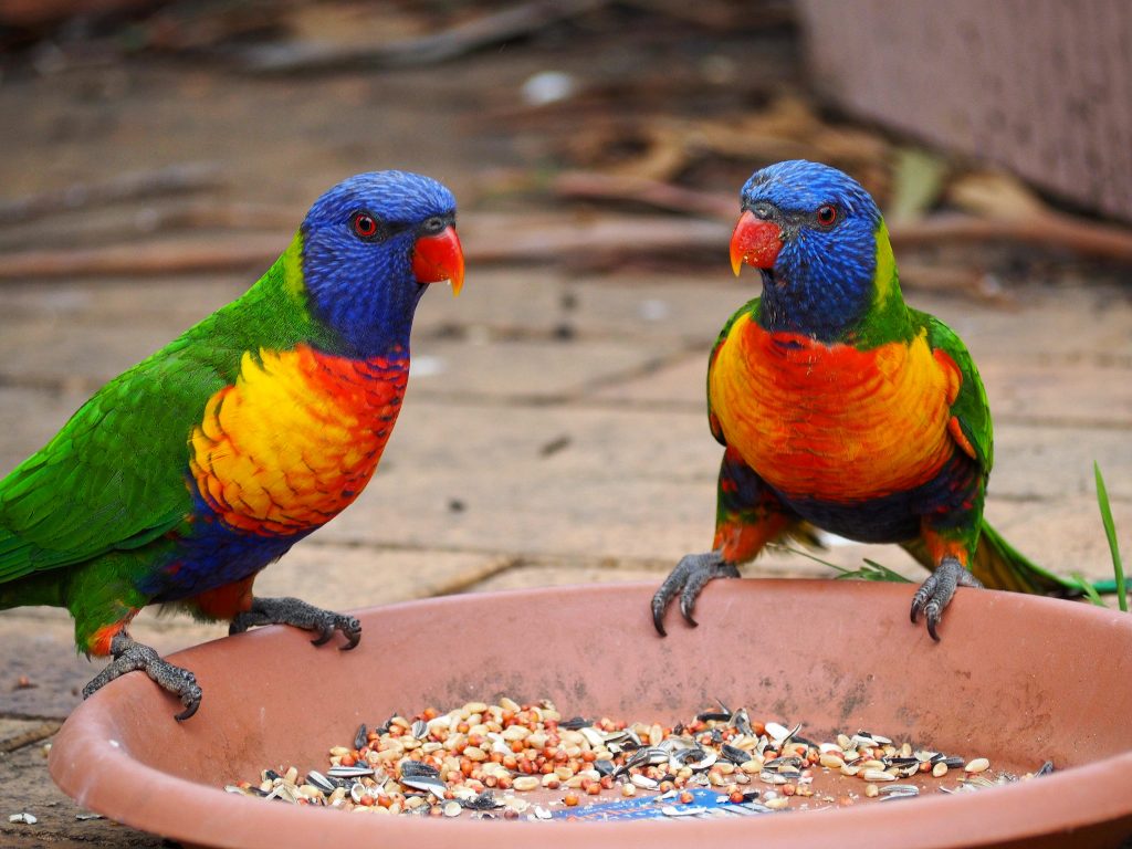 Pair of Rainbow Lorikeets photographed in a Blue Mountains backyard