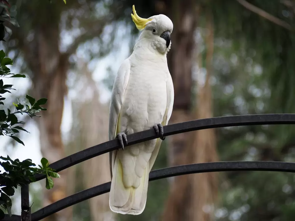 Sulphur-Crested Cockatoo perched on a garden arch in the Blue Mountains