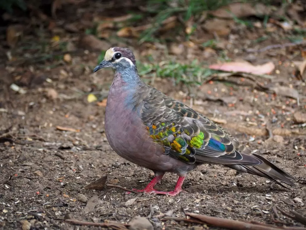 a Male Common Bronzewing pigeon standing on dirt in the Blue Mountains. The light forehead indicates it is a male and the distinctive colours are visible on one wing.