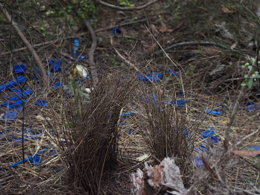 Image of a Satin Bowerbirds bower, surrounded by blue objects