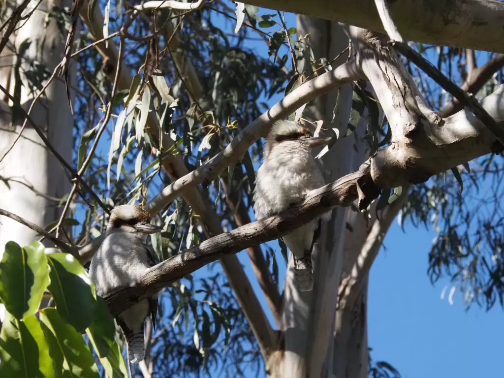 Pair of Laughing Kookaburras sigtting beside each other on a branch in the Blue Mountains