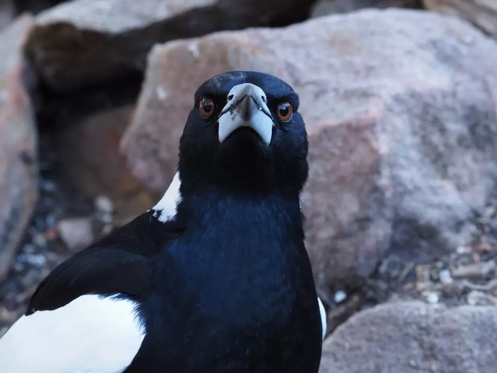An adult male Australian Magpie staring over his beak straight at the camera