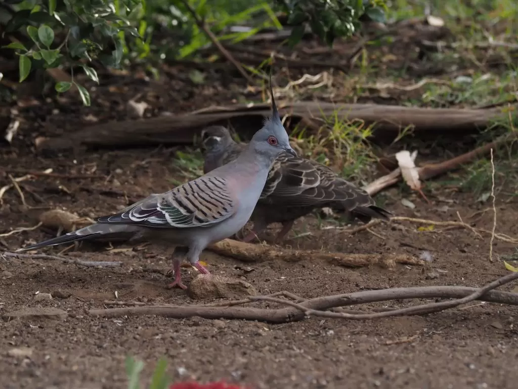 A Crested Pigeon with a Common Bronzewing behind it