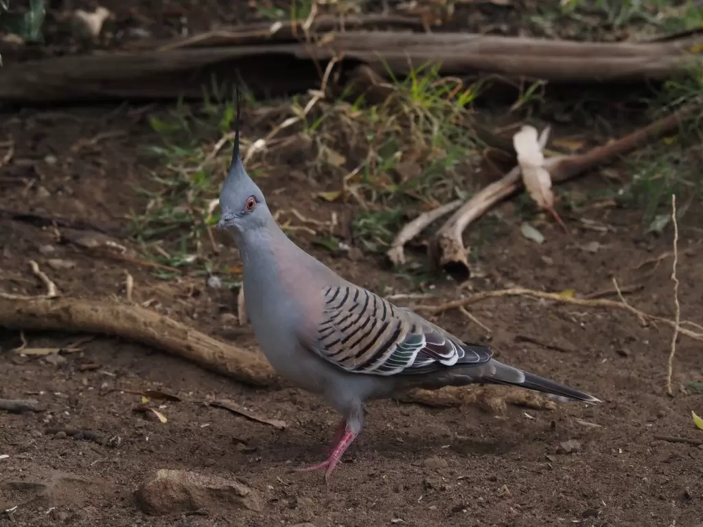 A crested pigeon standing on the ground in the Blue Mountains