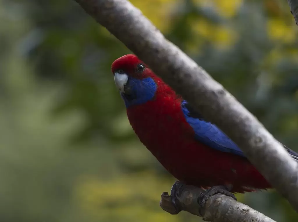 An adult Crimson Rosella peeking around from a branch in the Blue Mountains