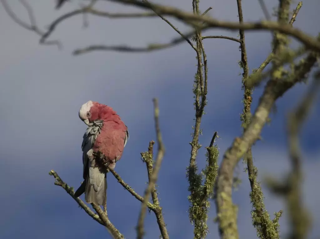 A single Galah is seen perching amongst leafless branches of a tree