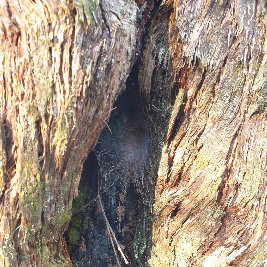 Burrow in a tree hollow of a Funnel Web Spider, Blue Mountains