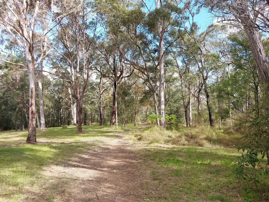Image of a fire trail leading into bushland on either side