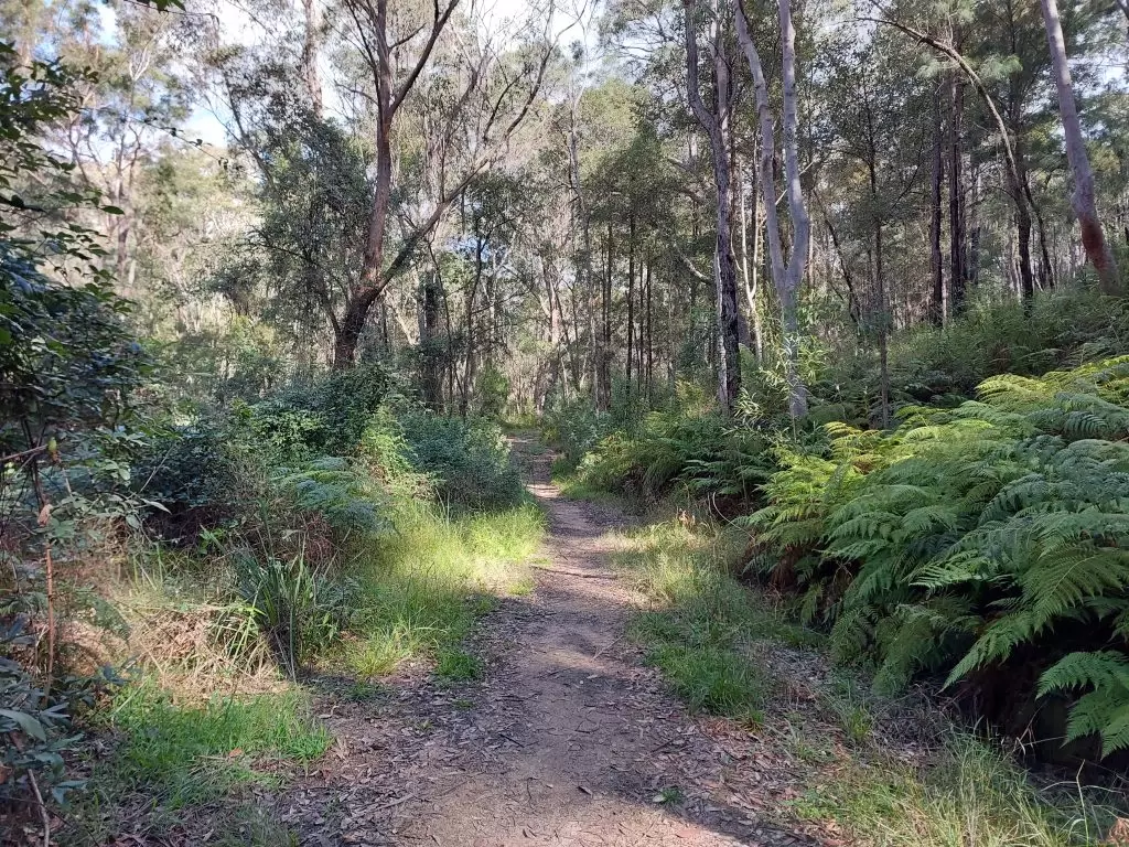 Image of track leading into bushland, the edges are lined with ferns