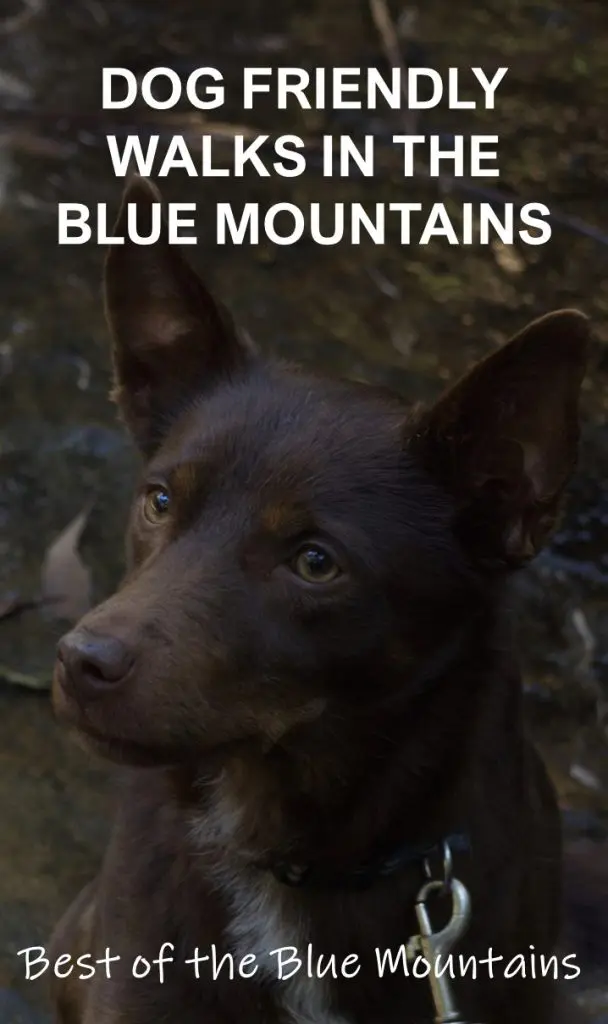 If you're travelling with your dog, check out these dog friendly Blue Mountains bushwalks they can join you on