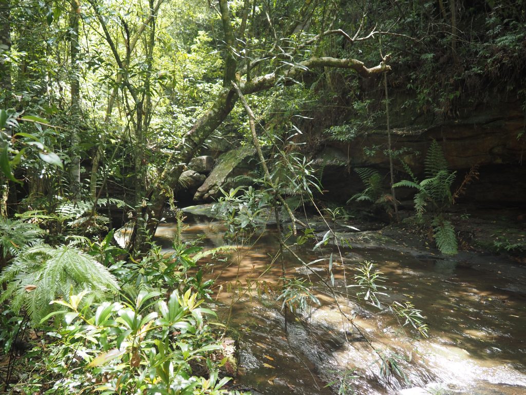 Small creek running through Fairy Dell and the top of the Sassafras Gully
