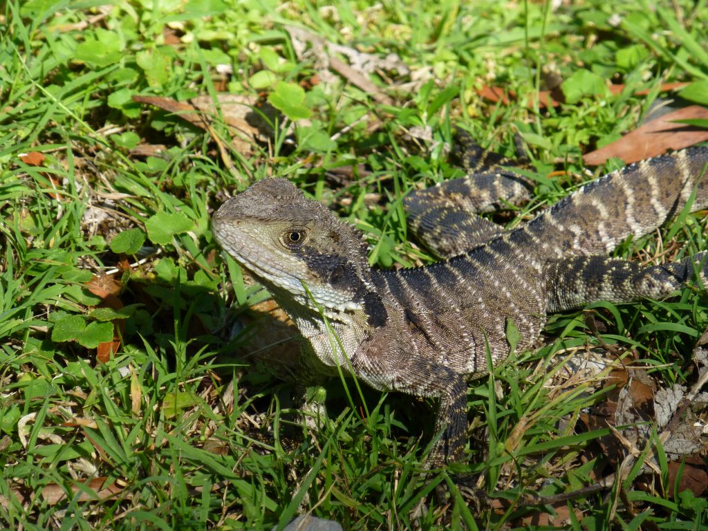 An Eastern Water Dragon pauses alert on the grass at Jenolan Caves