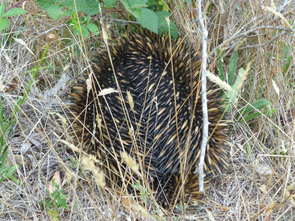 An echidna foraging in the grasses near Jenolan Caves