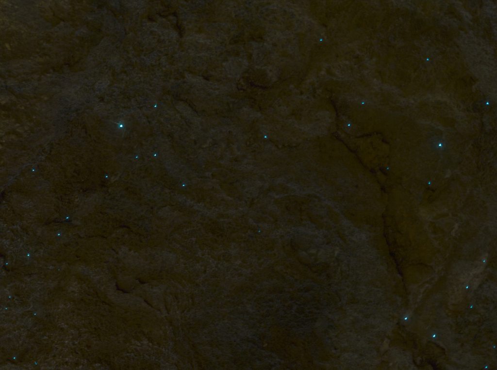 Image of the rock surface with the blueish light of glow worms scattered across it