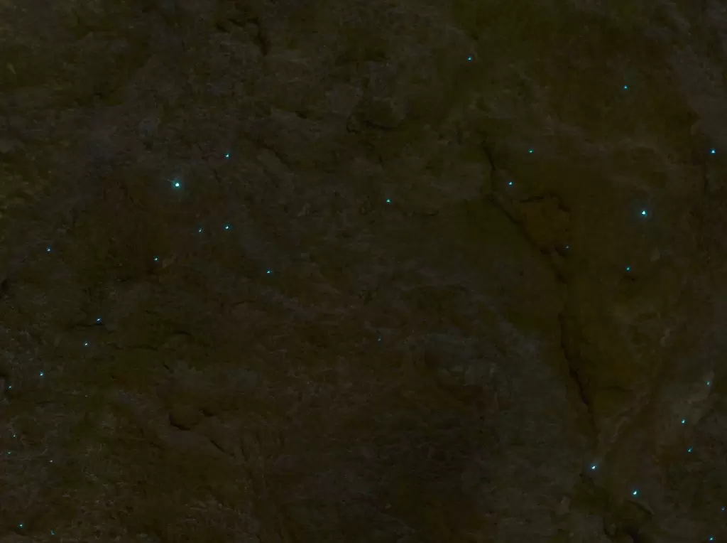 Image of the rock surface with the blueish light of glow worms scattered across it