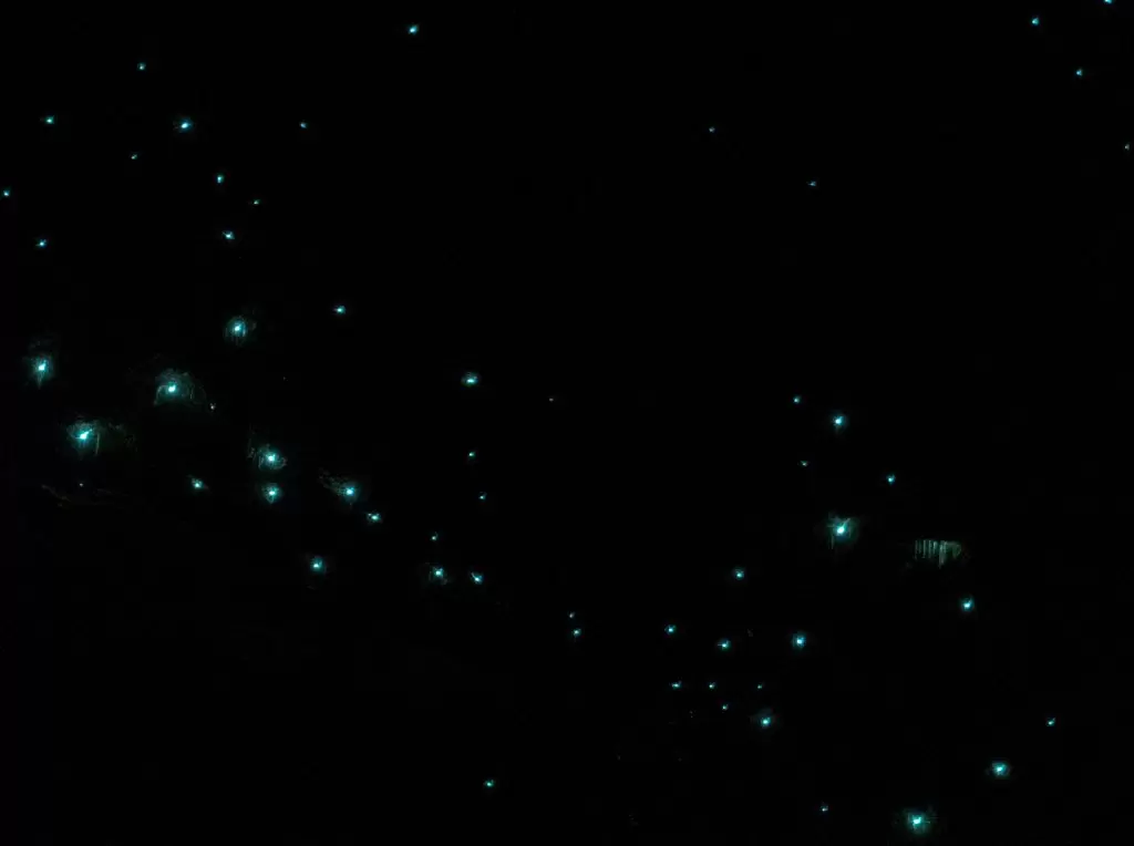 Image of black background with blue hue of glow worms lighting up, some have their webs dangling below