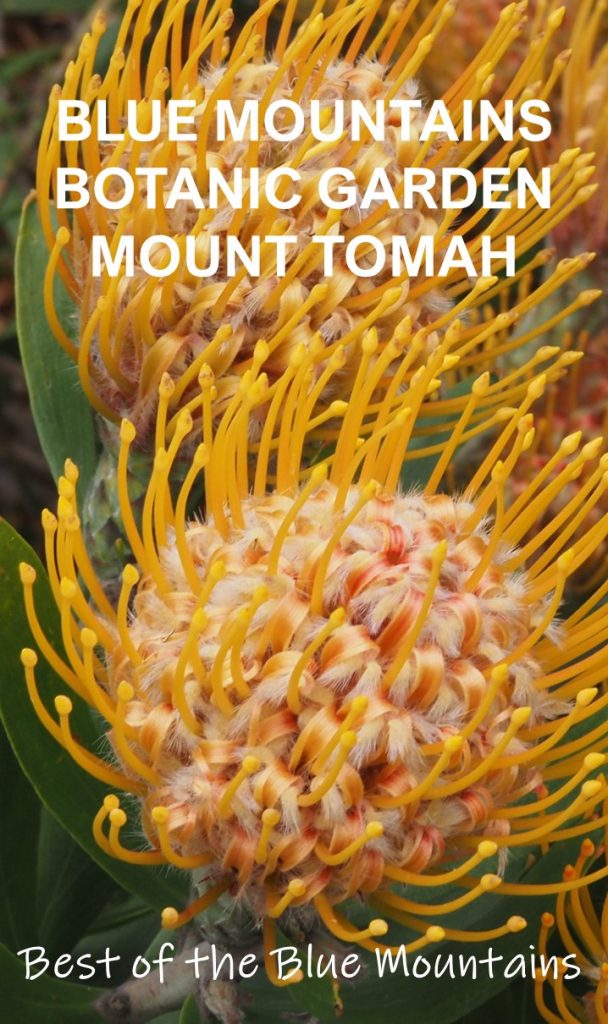 The Mount Tomah Botanic Garden is located on 252 hectares of the Blue Mountains National Park. Part of the Royal Botanic Garden and specialising in cooler climate plants, entry is free and it is a one of the best things to do in the Blue Mountains.
