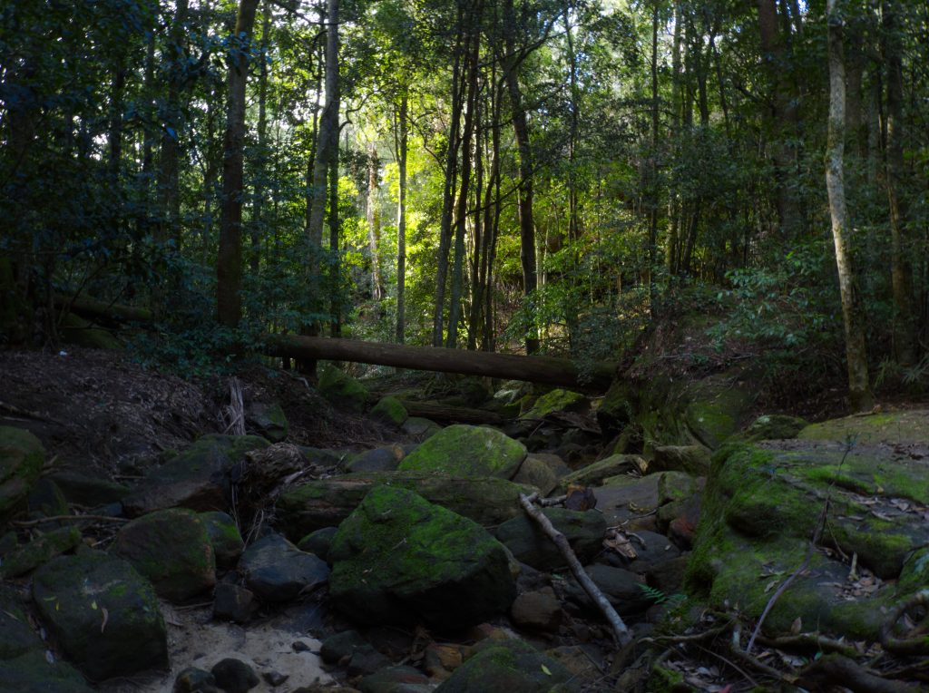 Looking down the gully from Oakland Falls, a creek bed with mossy rocks runs through the centre framed by large trees
