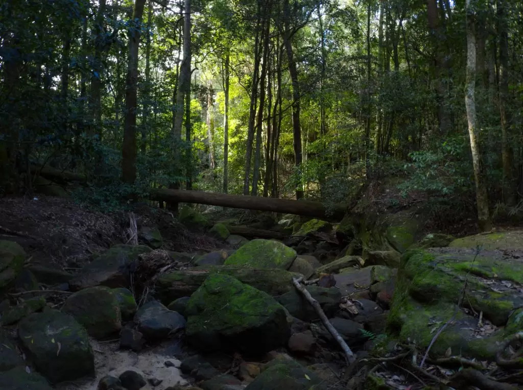 Looking down the gully from Oakland Falls, a creek bed with mossy rocks runs through the centre framed by large trees