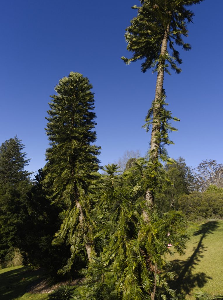 A Wollemi Pine pictured in the grounds of Mount Tomah Botanic Garden