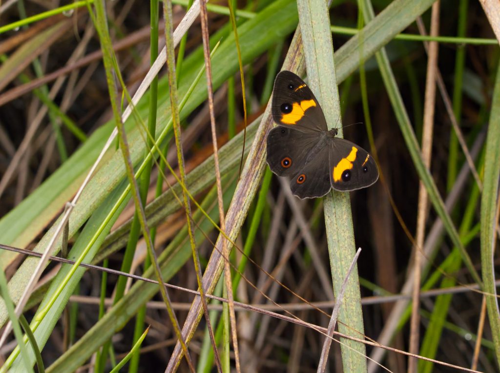 A Swordgrass Brown Butterfly paused on grass fronds on the Asgard Swamp trail. There is a prominent splash of yellow on each wing and a number of eye designs which vary in size and appearance 