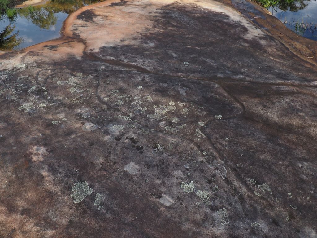 Aboriginal rock carving of an Emu at Ticehurst Park in Faulconbridge