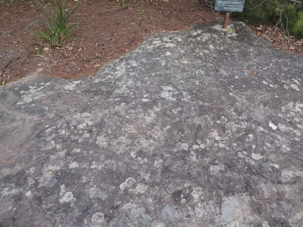 Old Man Kangaroo rock carving in Lawson