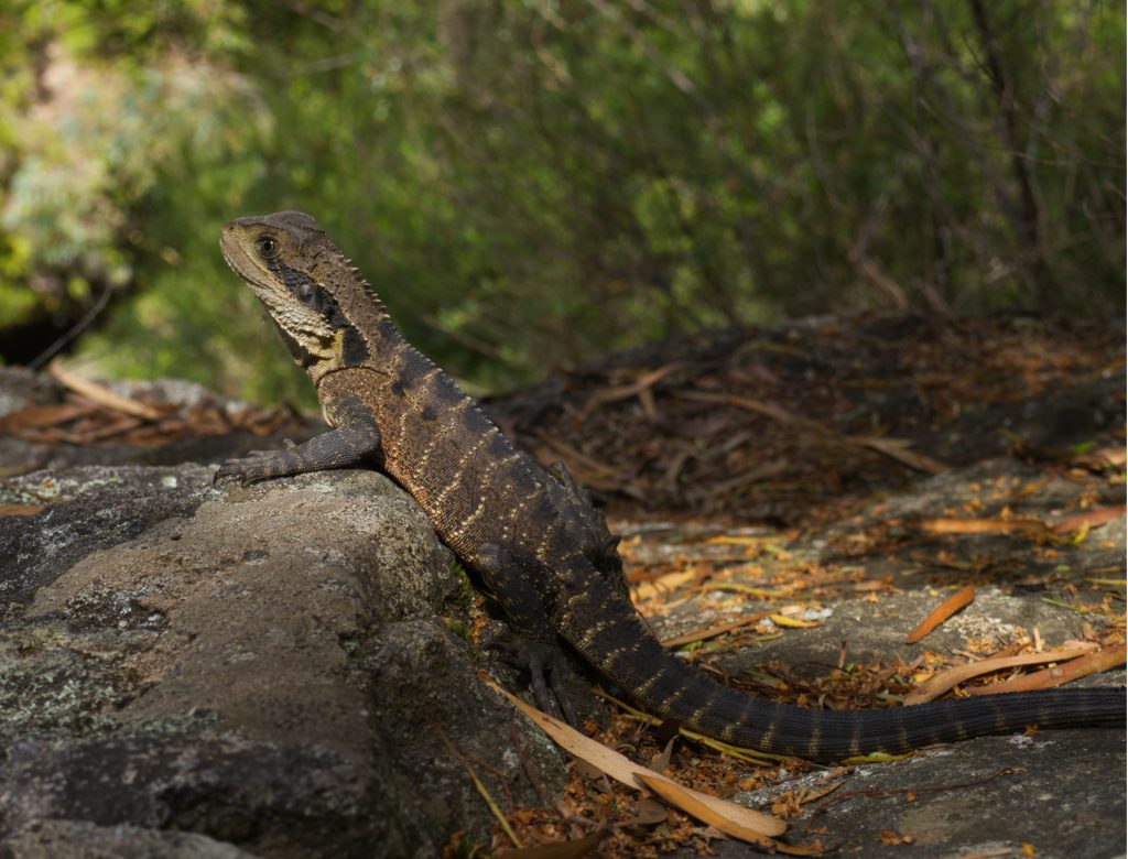 An Eastern Water Dragon enjoys the sunlight on a rock beside the track through the Grand Canyon