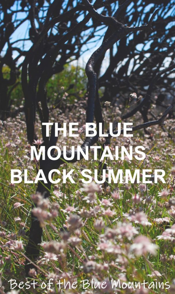 The Summer of 2019 and 2020 has become known as Black Summer due to the number, size and intensity of the bushfires striking multiple parts of Australia. In NSW the Blue Mountains was threatened by a number of fires, but before too long the resilience of the Australian bush was on display and life rose from the charred remains