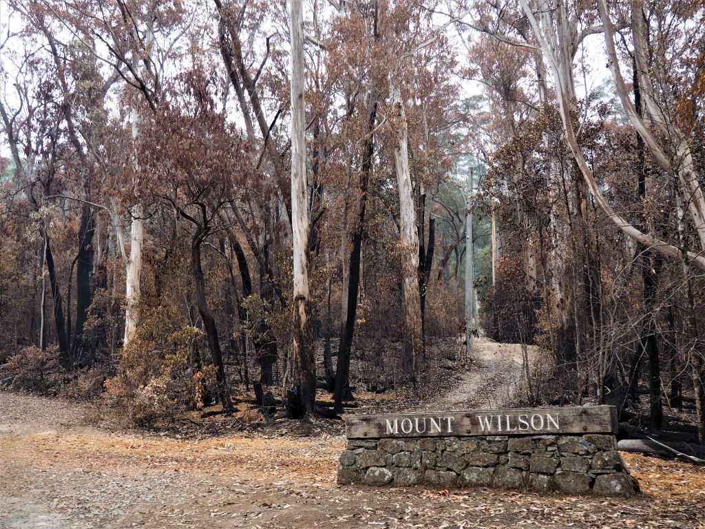 Image showing the stone monument marking the town of Mount Wilson, with burnt trees surrounding it